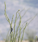 Loggerhead Shrike 5102